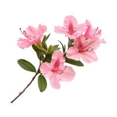 Pink Azalea Flowers Branch Isolated Black Background isolated on transparent background cutout