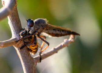 Predatory Robber Fly Feeding on Bee While Perched