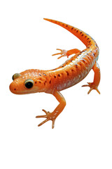 Fototapeta premium Close-up view of an orange salamander, exhibiting detailed markings and posture.