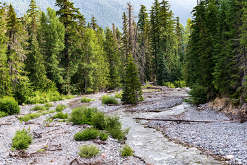 Mt. Ranier National Park