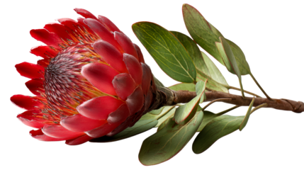 Exotic red protea flower with green leaves isolated on white