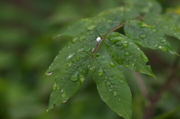 Macro image of water beautiful droplets on  green leaves, close-up of rainy season drops rainwater, . Drops of  dew. Beautiful leaf texture in nature. Natural background.