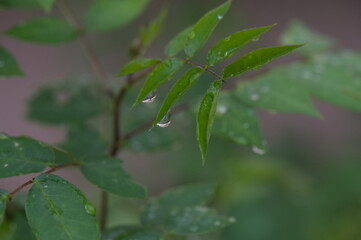 Fototapeta premium Macro image of water beautiful droplets on green leaves, close-up of rainy season drops rainwater, . Drops of dew. Beautiful leaf texture in nature. Natural background.