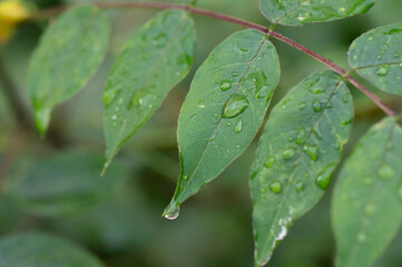 Macro image of water beautiful droplets on  green leaves, close-up of rainy season drops rainwater, . Drops of  dew. Beautiful leaf texture in nature. Natural background.