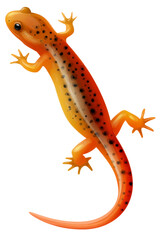 Obraz premium Orange spotted salamander, detailed illustration, viewed from above.