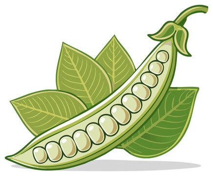 Stylized illustration of a fresh green pea pod sliced open with leaves