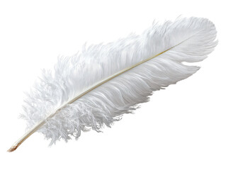 A single, pristine white feather