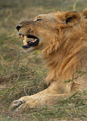 A male lion yawning, Masai Mara, Kenya