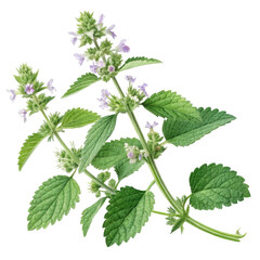 Balm Mint Sprig with Flowers, Isolated on Transparent Background, Herb, Botanical Illustration, Plant, Herb, Plant, Balm
