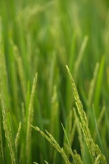 Ripe rice in farm fields. Closeup yellow paddy rice field with rice Flower. Rice field on rice paddy green. macro shot. 