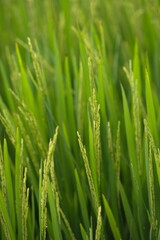 Ripe rice in farm fields. Closeup yellow paddy rice field with rice Flower. Rice field on rice paddy green. macro shot. 