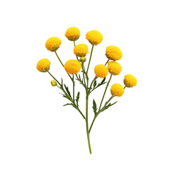 Yellow billy buttons flower bouquet on black background isolated on transparent background cutout