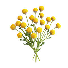 Yellow Billy Buttons flower bouquet floral arrangement nature botany bloom blossoms isolated on transparent background cutout