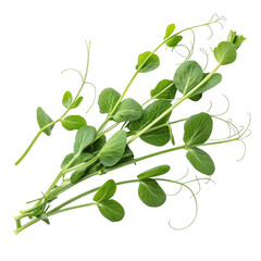 Obraz premium Fresh Green Pea Shoots, Isolated on Transparent Background, Botanical Illustration, Vegetable, Plant, Pea plant, Greens, Food