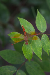 Beautiful nature scene with Macro picture of dragonfly on the leave in the nature habitat.