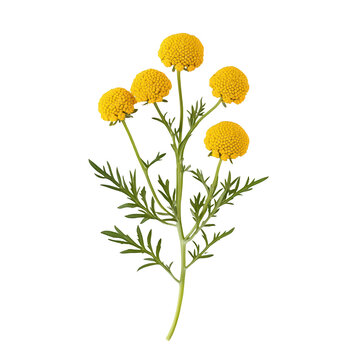 Yellow flower sprig botanical illustration isolated on transparent background cutout
