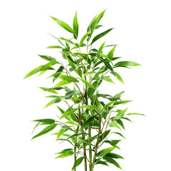 Fototapeta premium Lush green bamboo plant thriving indoors in natural light during the afternoon for a fresh atmosphere