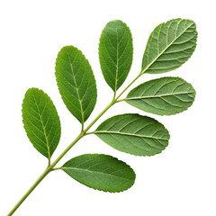 Obraz premium Green Leaf Sprig, 7 Leaves, Isolated on Transparent Background, Botany, Nature, Foliage, Plant, Branch