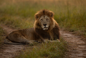 A backlit image of a male lion restin in the middle of the track at Masai Mara, Kenya