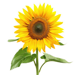 Obraz premium Vibrant sunflower blooming, isolated on black background, summer field, nature, greeting cards