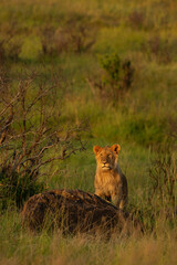 A subadult lion on the rock of black rock pride, Masai Mara, Kenya