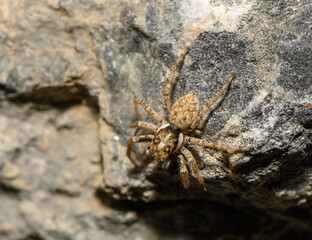 Closeup Jumping Spider Sitting on Rock