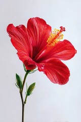 Fototapeta premium Vibrant Red Hibiscus Flower Close-up with Buds on White Background