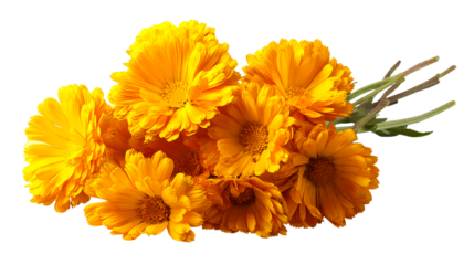 Bunch of vibrant orange calendula flowers with green stems on white