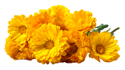 Bunch of vibrant yellow calendula flowers with dew drops