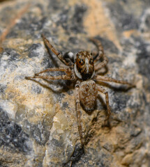 Macro Photography of Jumping Spider on Rock