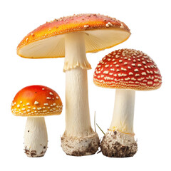 Three Amanita Muscaria Mushrooms Composition, Isolated on Transparent Background, Red and Orange Caps, Autumn Nature, Fungus, Fungi, Toadstool