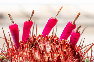 10 agosto 2025_ Giardino Piac _1.DNG