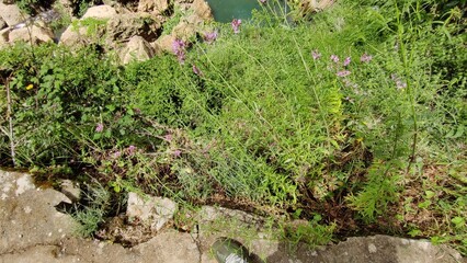 Nature view around Ronda, Spain