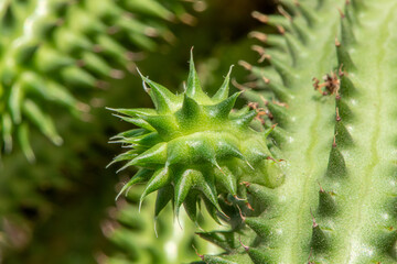 10 agosto 2025_ Giardino Piac _9.DNG