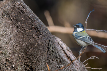 枝にとまるシジュウカラ