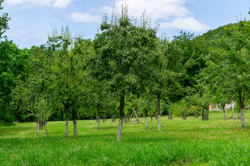 Young orchard on a green meadow, surrounded by trees and hills under a blue sky