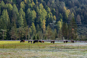Pastoral scene of livestock grazing in a beautiful valley, highlighting mountain agriculture and nature
