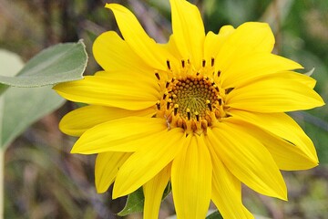 small sunflower, yellow flower petals, blooming yellow flower