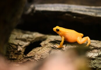 yellow tree frog