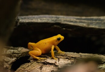 yellow tree frog