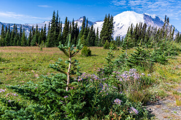 Mt. Ranier National Park