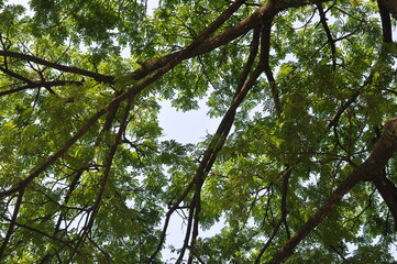 A tree with many branches and leaves. The branches are spread out and the leaves are green, creating a sense of growth and vitality. The tree is tall and reaches up towards the sky