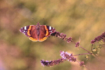 le vulcain (Vanessa atalanta)