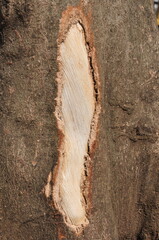 A tree trunk with a large hole in it. The hole is surrounded by a white substance. The tree trunk is brown and has a rough texture