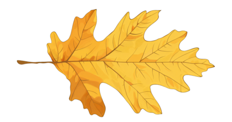 Autumn oak leaf, detailed illustration