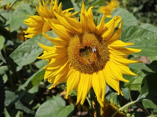 Obraz premium Natürlich gewachsenes Herz in Sonnenblume
