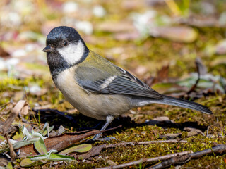 地面を歩くシジュウカラ