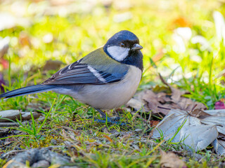 地面を歩くシジュウカラ