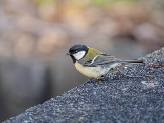 地面を歩くシジュウカラ