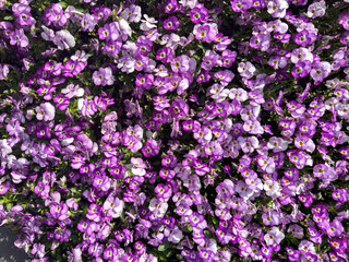 Fototapeta premium Colorful pansies background. Flower bed with petals in shades of purple. Sunny spring day